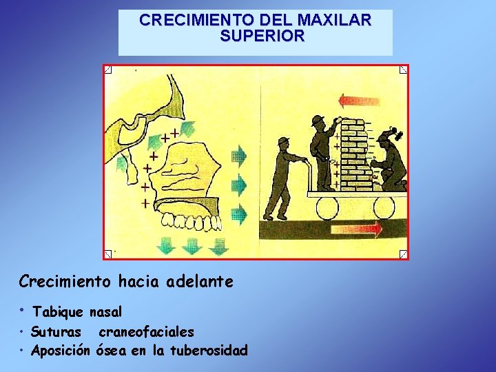 CRECIMIENTO DEL MAXILAR SUPERIOR Crecimiento hacia adelante • Tabique nasal • Suturas craneofaciales •