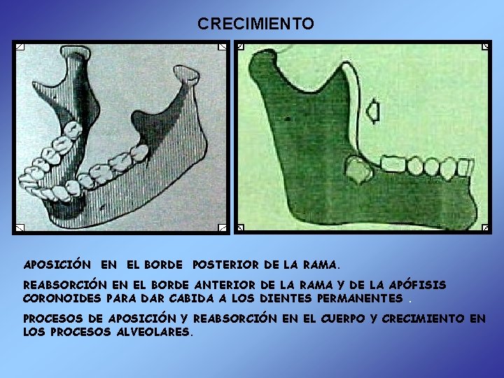 CRECIMIENTO APOSICIÓN EN EL BORDE POSTERIOR DE LA RAMA. REABSORCIÓN EN EL BORDE ANTERIOR