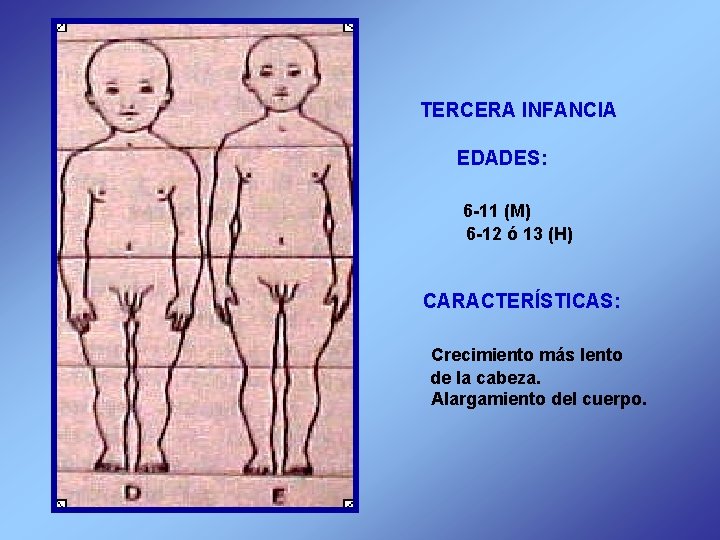 TERCERA INFANCIA EDADES: 6 -11 (M) 6 -12 ó 13 (H) CARACTERÍSTICAS: Crecimiento más