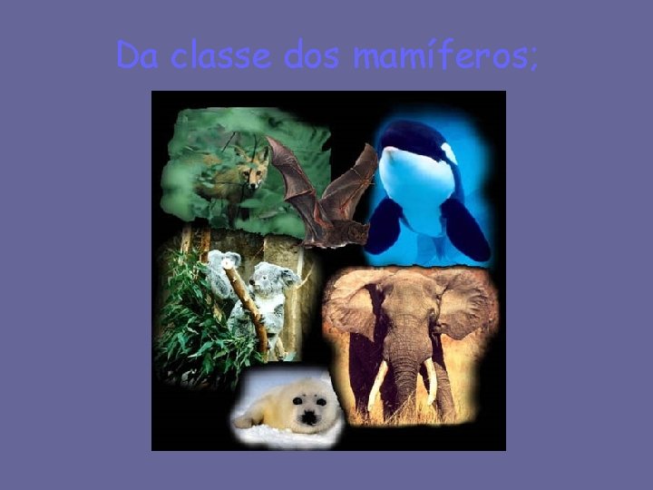 Da classe dos mamíferos; 