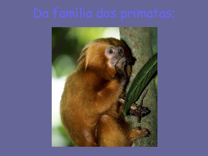 Da família dos primatas; 