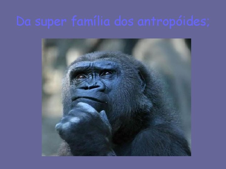 Da super família dos antropóides; 