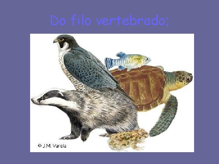 Do filo vertebrado; 