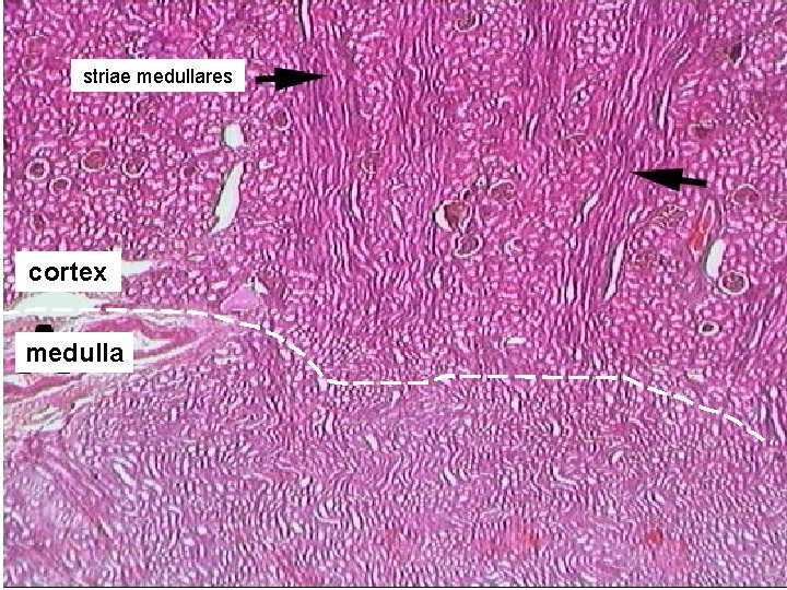 striae medullares cortex medulla 