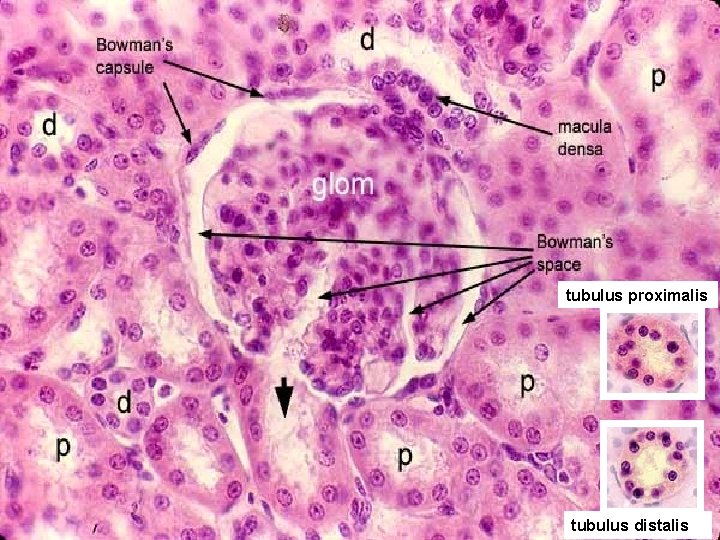 tubulus proximalis tubulus distalis 