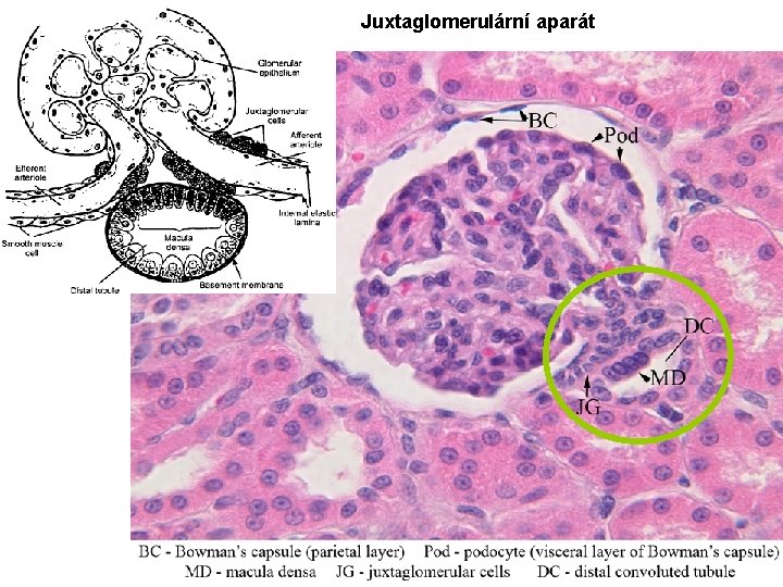 Juxtaglomerulární aparát 