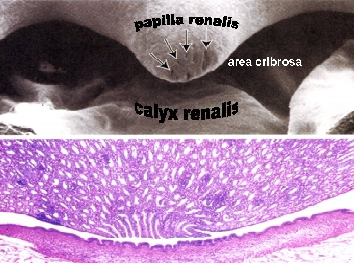 area cribrosa 