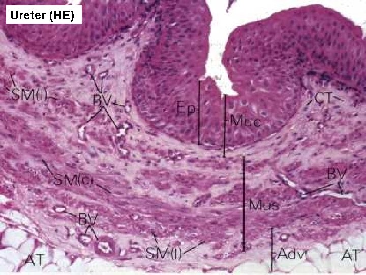 Ureter (HE) 