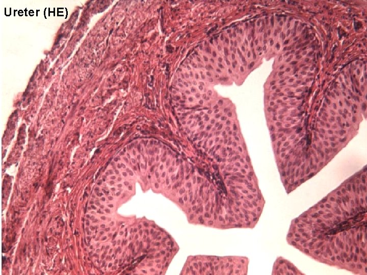 Ureter (HE) 