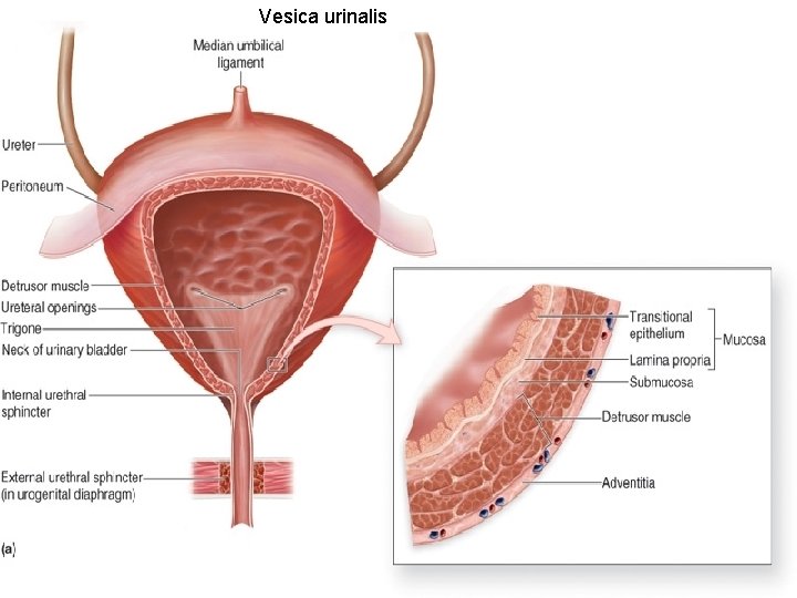  Vesica urinalis 