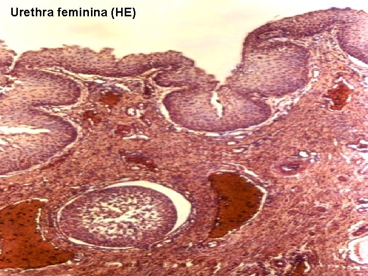 Urethra feminina (HE) 