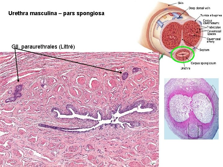 Urethra masculina – pars spongiosa Gll. paraurethrales (Littré) 