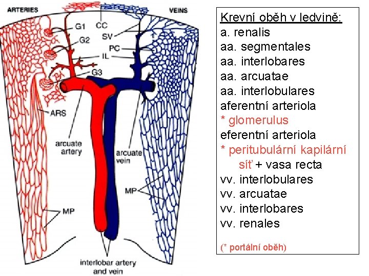 Krevní oběh v ledvině: a. renalis aa. segmentales aa. interlobares aa. arcuatae aa. interlobulares