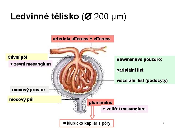 Ledvinné tělísko ( 200 μm) arteriola afferens + efferens Cévní pól Bowmanovo pouzdro: +