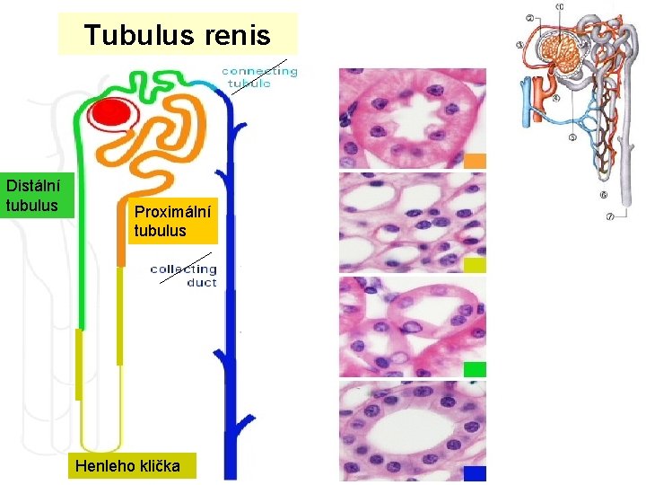 Tubulus renis Distální tubulus Proximální tubulus Henleho klička 