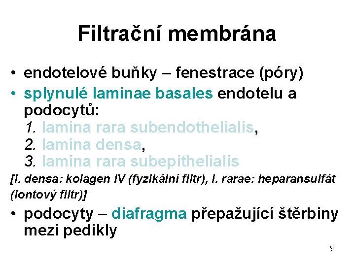 Filtrační membrána • endotelové buňky – fenestrace (póry) • splynulé laminae basales endotelu a