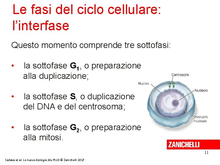 Le fasi del ciclo cellulare: l’interfase Questo momento comprende tre sottofasi: • la sottofase Le fasi del ciclo cellulare: l’interfase Questo momento comprende tre sottofasi: • la sottofase