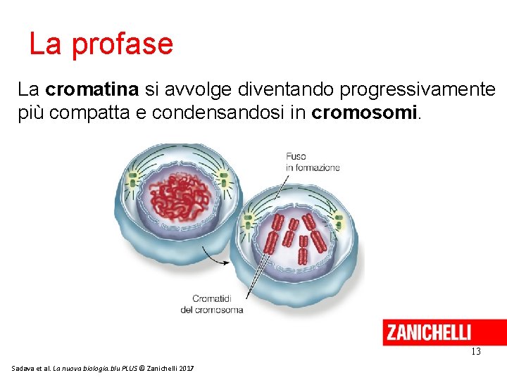 La profase La cromatina si avvolge diventando progressivamente più compatta e condensandosi in cromosomi. La profase La cromatina si avvolge diventando progressivamente più compatta e condensandosi in cromosomi.