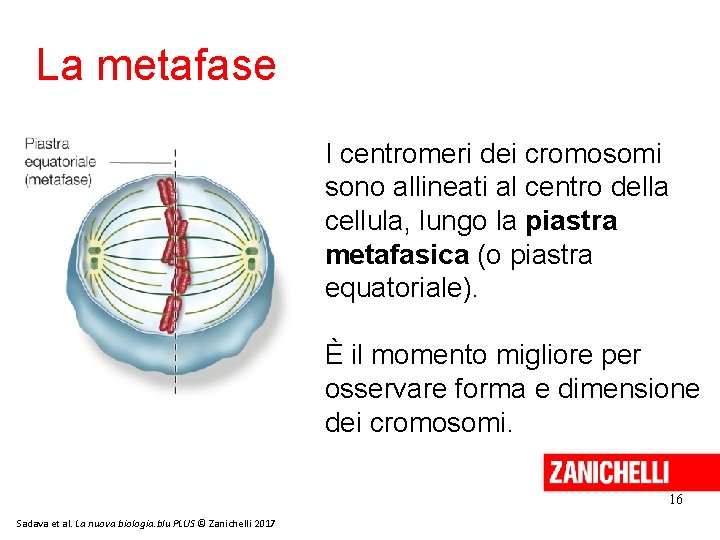 La metafase I centromeri dei cromosomi sono allineati al centro della cellula, lungo la La metafase I centromeri dei cromosomi sono allineati al centro della cellula, lungo la
