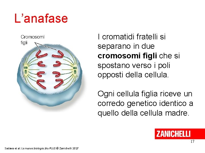 L’anafase I cromatidi fratelli si separano in due cromosomi figli che si spostano verso L’anafase I cromatidi fratelli si separano in due cromosomi figli che si spostano verso