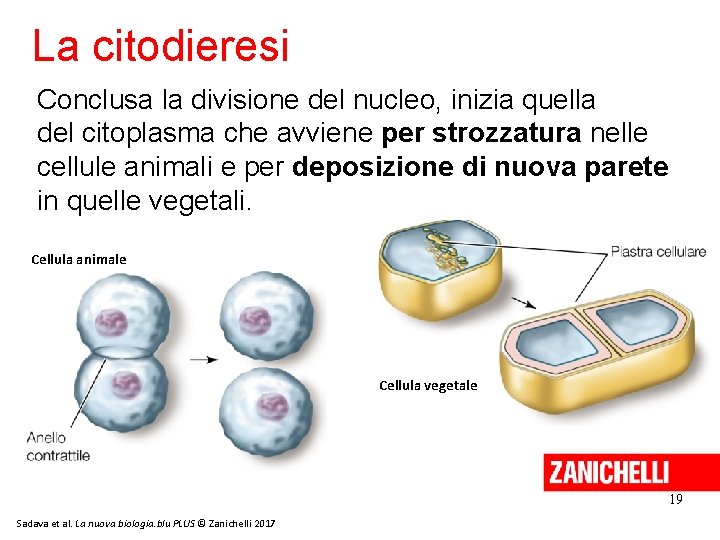 La citodieresi Conclusa la divisione del nucleo, inizia quella del citoplasma che avviene per La citodieresi Conclusa la divisione del nucleo, inizia quella del citoplasma che avviene per