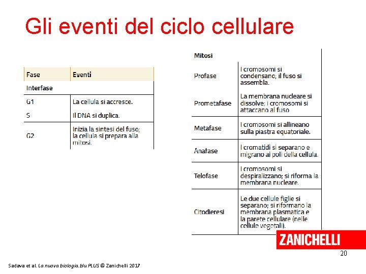 Gli eventi del ciclo cellulare 20 Sadava et al. La nuova biologia. blu PLUS Gli eventi del ciclo cellulare 20 Sadava et al. La nuova biologia. blu PLUS