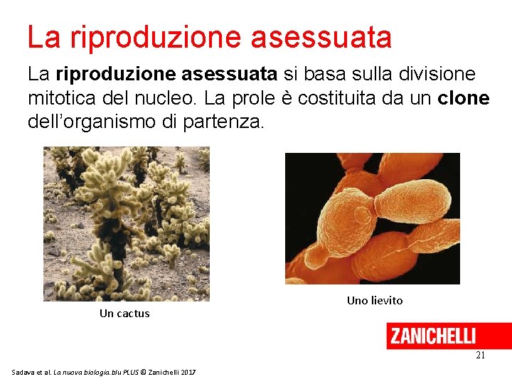 La riproduzione asessuata si basa sulla divisione mitotica del nucleo. La prole è costituita La riproduzione asessuata si basa sulla divisione mitotica del nucleo. La prole è costituita