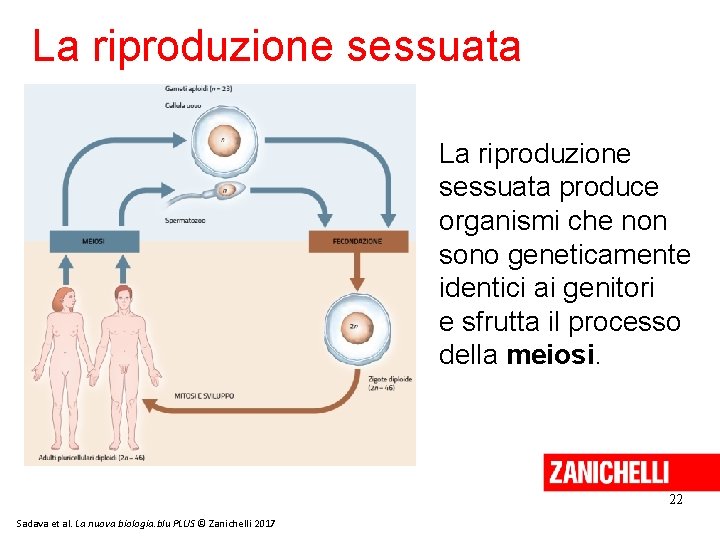 La riproduzione sessuata produce organismi che non sono geneticamente identici ai genitori e sfrutta La riproduzione sessuata produce organismi che non sono geneticamente identici ai genitori e sfrutta