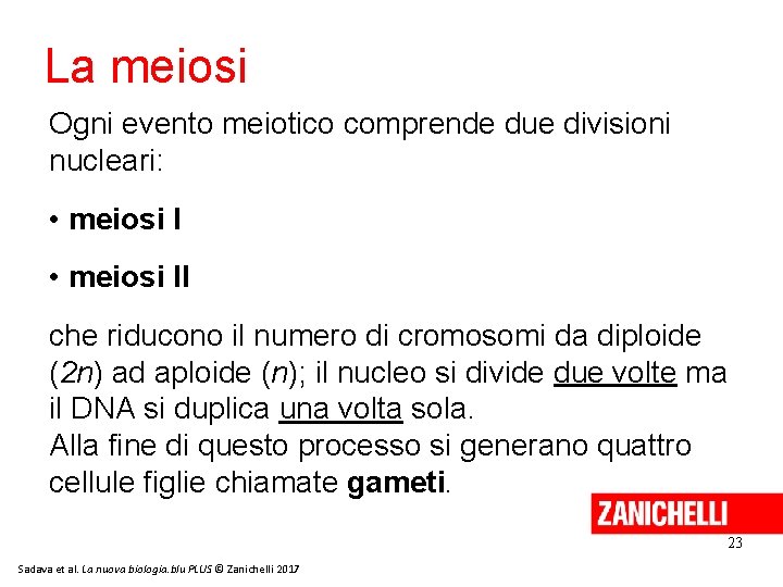 La meiosi Ogni evento meiotico comprende due divisioni nucleari: • meiosi II che riducono La meiosi Ogni evento meiotico comprende due divisioni nucleari: • meiosi II che riducono