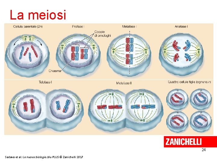 La meiosi 24 Sadava et al. La nuova biologia. blu PLUS © Zanichelli 2017 La meiosi 24 Sadava et al. La nuova biologia. blu PLUS © Zanichelli 2017