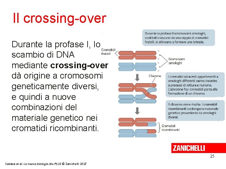 Il crossing-over Durante la profase I, lo scambio di DNA mediante crossing-over dà origine Il crossing-over Durante la profase I, lo scambio di DNA mediante crossing-over dà origine