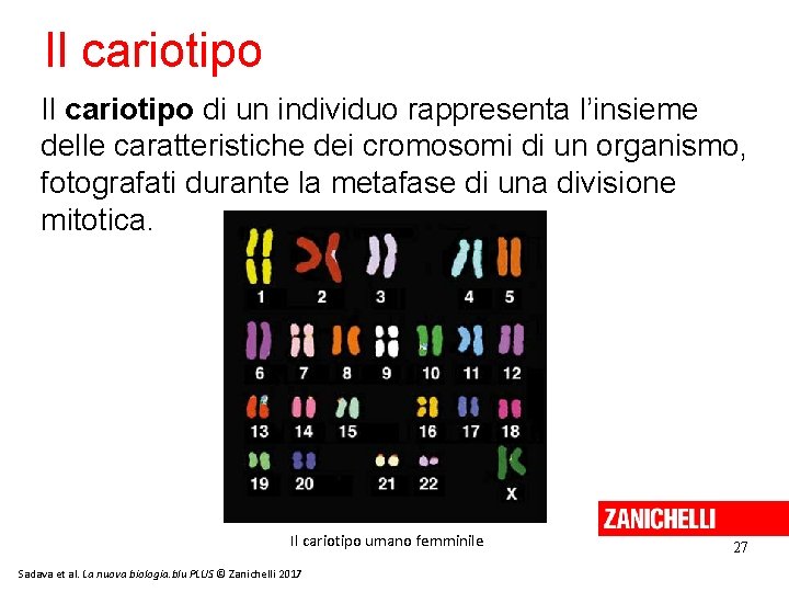Il cariotipo di un individuo rappresenta l’insieme delle caratteristiche dei cromosomi di un organismo, Il cariotipo di un individuo rappresenta l’insieme delle caratteristiche dei cromosomi di un organismo,