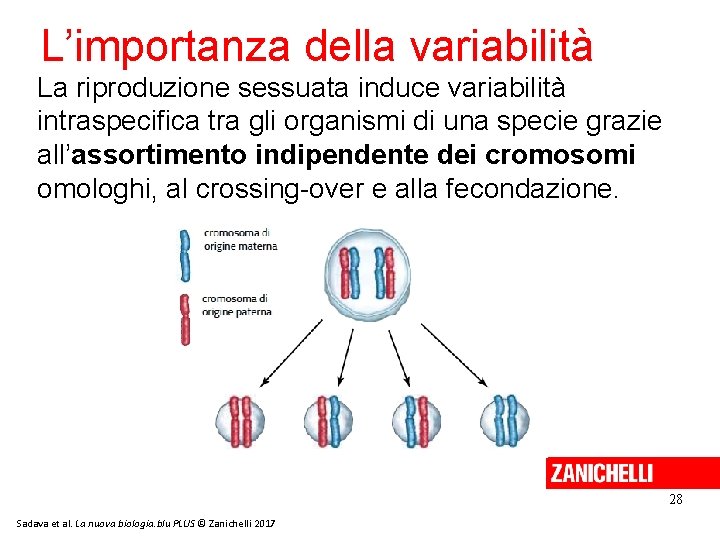 L’importanza della variabilità La riproduzione sessuata induce variabilità intraspecifica tra gli organismi di una L’importanza della variabilità La riproduzione sessuata induce variabilità intraspecifica tra gli organismi di una