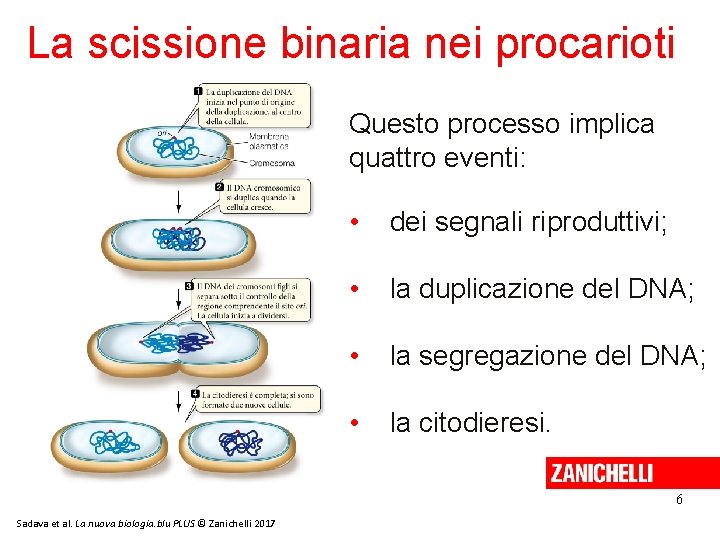 La scissione binaria nei procarioti Questo processo implica quattro eventi: • dei segnali riproduttivi; La scissione binaria nei procarioti Questo processo implica quattro eventi: • dei segnali riproduttivi;