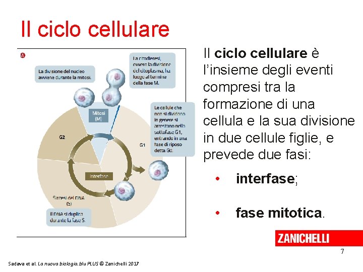 Il ciclo cellulare è l’insieme degli eventi compresi tra la formazione di una cellula Il ciclo cellulare è l’insieme degli eventi compresi tra la formazione di una cellula