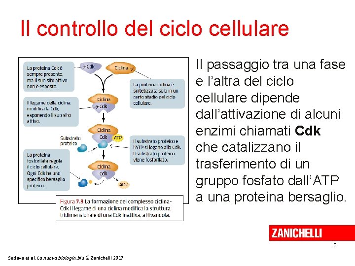 Il controllo del ciclo cellulare Il passaggio tra una fase e l’altra del ciclo Il controllo del ciclo cellulare Il passaggio tra una fase e l’altra del ciclo
