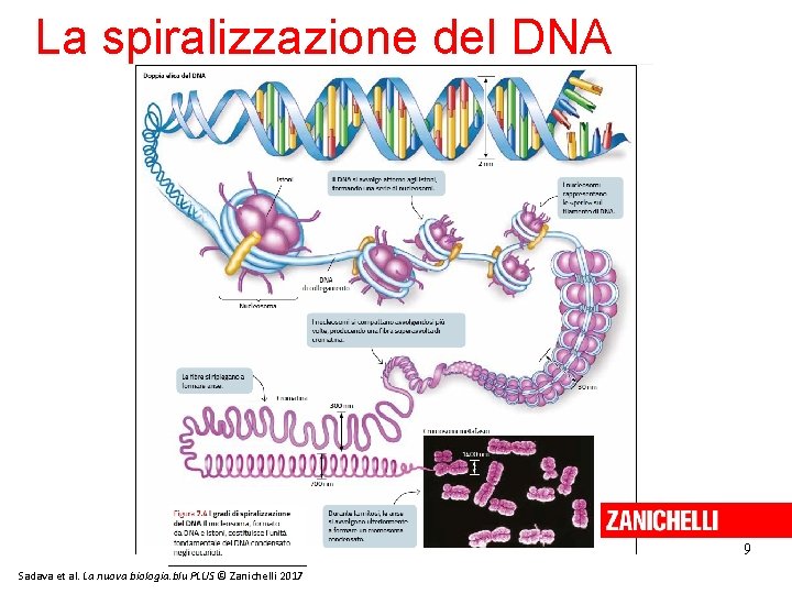 La spiralizzazione del DNA 9 Sadava et al. La nuova biologia. blu PLUS © La spiralizzazione del DNA 9 Sadava et al. La nuova biologia. blu PLUS ©