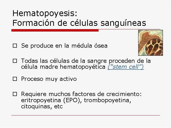 Hematopoyesis: Formación de células sanguíneas o Se produce en la médula ósea o Todas