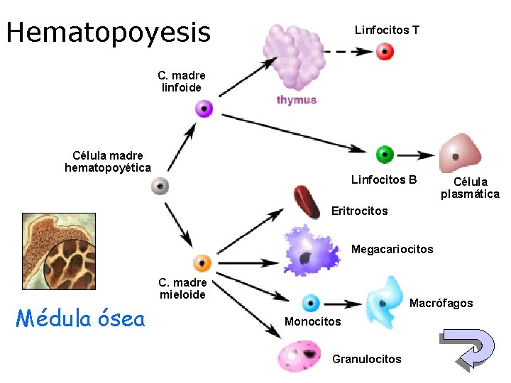 Hematopoyesis Linfocitos T C. madre linfoide Célula madre hematopoyética Linfocitos B Célula plasmática Eritrocitos