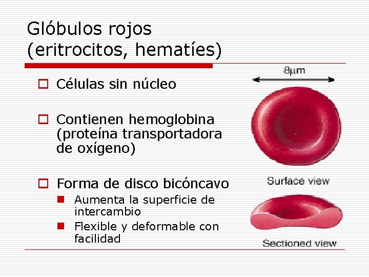 Glóbulos rojos (eritrocitos, hematíes) o Células sin núcleo o Contienen hemoglobina (proteína transportadora de