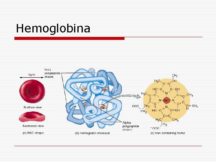 Hemoglobina 