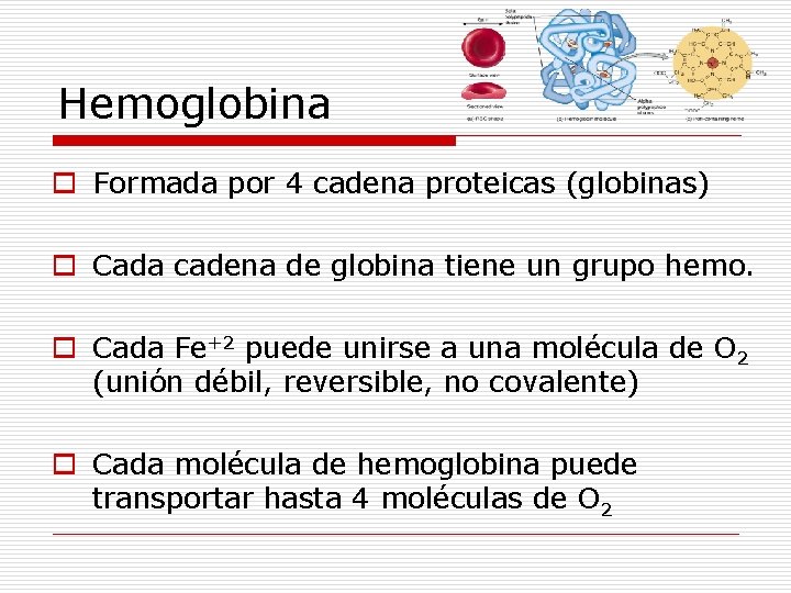 Hemoglobina o Formada por 4 cadena proteicas (globinas) o Cada cadena de globina tiene