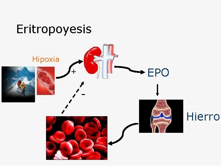 Eritropoyesis Hipoxia EPO + Hierro 