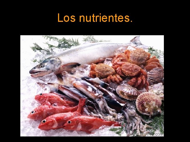 Los nutrientes. 