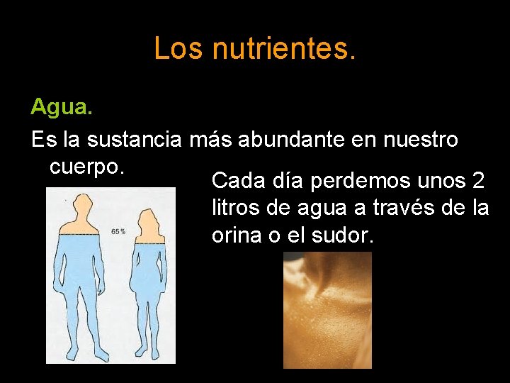 Los nutrientes. Agua. Es la sustancia más abundante en nuestro cuerpo. Cada día perdemos
