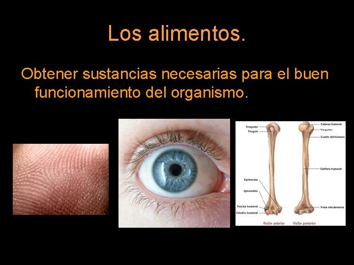 Los alimentos. Obtener sustancias necesarias para el buen funcionamiento del organismo. 
