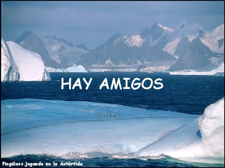 HAY AMIGOS Pingüinos jugando en la Antártida 