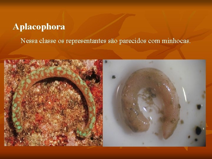 Aplacophora Nessa classe os representantes são parecidos com minhocas. 
