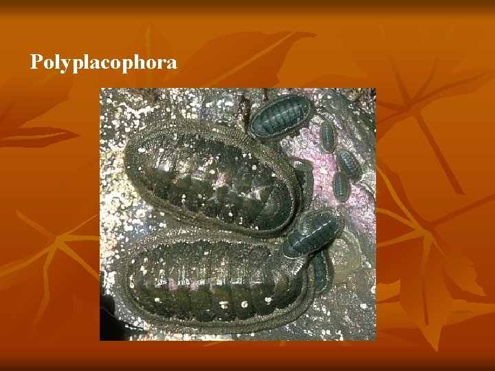 Polyplacophora 