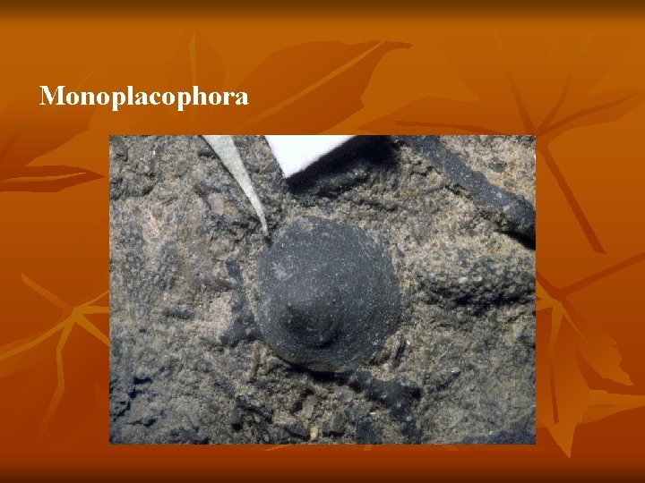 Monoplacophora 